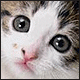 KalicoKat's Avatar