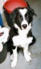 dogpuppy's Avatar