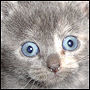 delphine's Avatar
