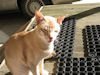 AndreaCat's Avatar