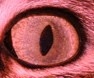 refox_14's Avatar