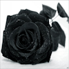 Rose_Reveries's Avatar